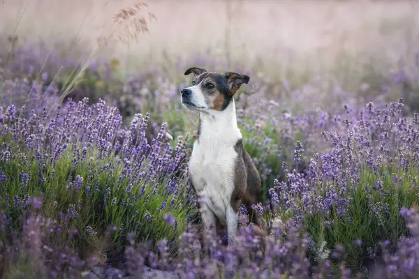 Şafak vakti açan lavanta çayırlarını keşfeden sevimli küçük köpek.