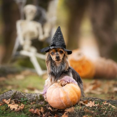 Komik Yorkshire Teriyeri Cadılar Bayramı 'nı balkabakları ve şenlikli dekorla kutluyor.