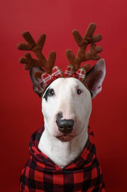 Bayram süslemeleri ile süslü Boğa Teriyeri portresi.
