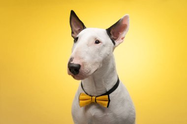 Safkan Bull Terrier köpeği pastel arka planda izole edilmiş, moda konsepti.