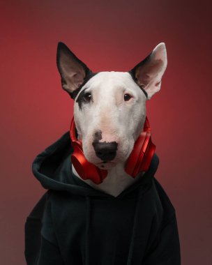 Farklı görünümlü komik ve şık Bull Terrier stüdyo portresi.