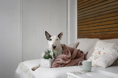 Şirin boğa teriyeri köpek yastıkların üzerinde uzanıyor. İçi çiçeklerle dolu.