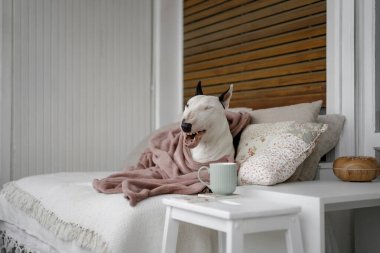 Şirin boğa teriyeri köpek, iç kısımda yastıkların üzerinde yatıyor.