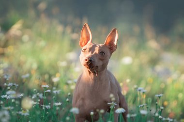 Dağlık arazide çayırda duran tüysüz köpek cinsi Xoloitzcuintli 'nin portresi