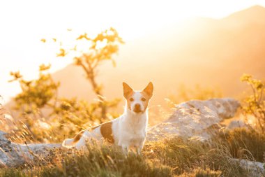 Aktif teriyer köpeği tepeler ve altın gökyüzü ile yaz manzarasını keşfediyor.