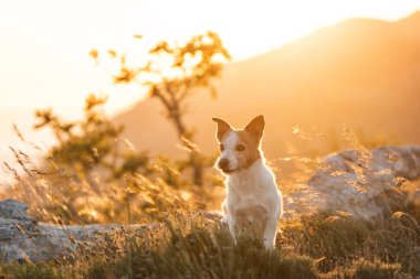 Sıcak akşam ışığında dağları keşfeden mutlu bir teriyer.