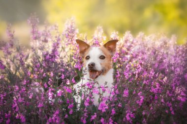 Güzel Jack Russell akşam güneşinde doğada özgürlüğün tadını çıkarıyor.