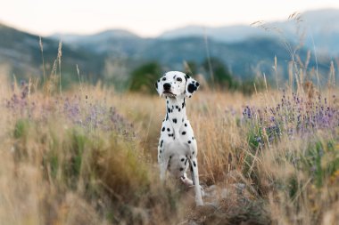 Güzel Dalmaçyalı köpek yazın günbatımında lavanta tarlasında oturuyor.