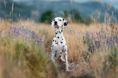 Tatlı Dalmaçyalı arka planı bulanık, yabani çim tarlasında oturuyor.