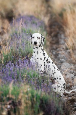Kırsal bölgedeki uzun otların ve kır çiçeklerinin arasında oturan sevimli Dalmaçyalı.