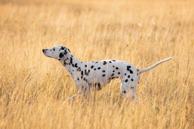 Dalmaçyalı hayvan manzaralı kırsal alanda poz veriyor. Arka planda dağlar var.