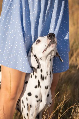 Altın saat boyunca siyah ve beyaz Dalmaçyalı portresi