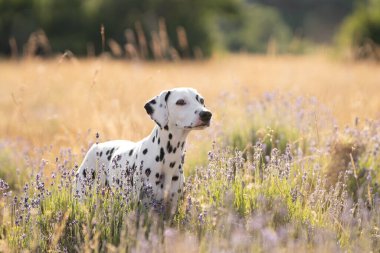 Güzel Dalmaçyalı köpek yazın günbatımında lavanta tarlasında oturuyor.