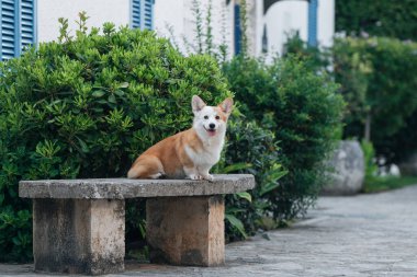 Şirin Pembroke Galli Corgi köpeği dışarıda taş bankta oturuyor.