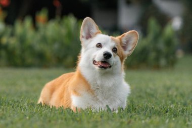 Sevimli Pembroke Galler Corgi evcil hayvan portresi çimlerin üzerinde parkta