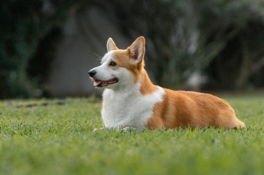 Güzel Pembroke Galli Corgi köpeği yazın yeşil çimlerde uzanıyor.