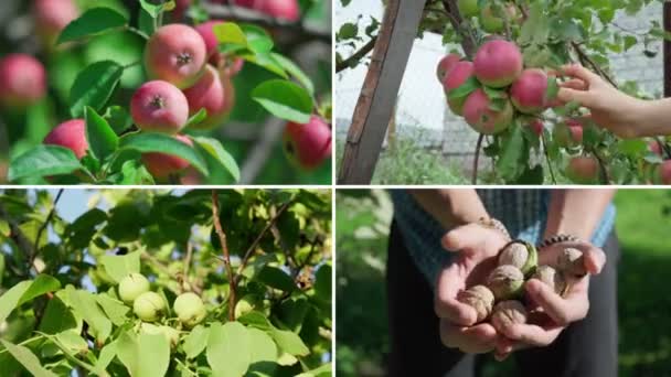Ripe Organic Varieties Apples Walnuts Summer Garden Banner Video Collage — ストック動画
