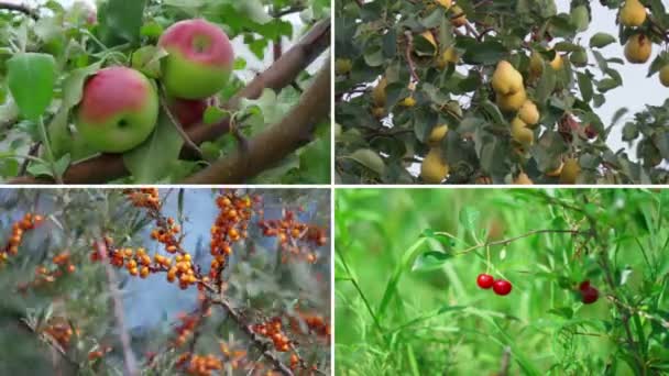 Maçãs Peras Espinheiro Mar Cerejas Colagem Com Frutas Maduras Frescas — Vídeo de Stock
