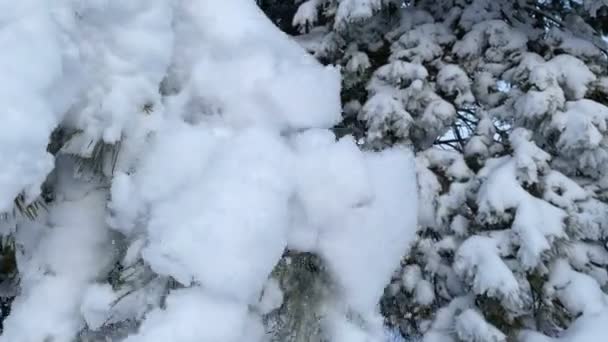 Frozen Winter Fur Tree Branches Sun Glare Beautiful Sunlight Landscape — Αρχείο Βίντεο