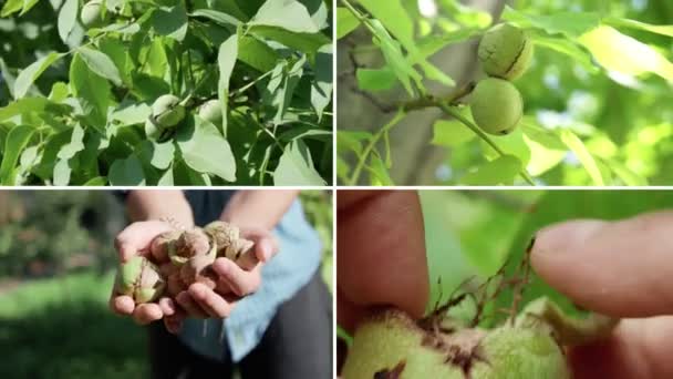 Walnuts Growth Collage Ripe Walnut Branch Organic Walnut Plantation — Αρχείο Βίντεο