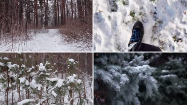 Zimowy Kolaż Krajobrazowy Drzewa Pokryte Śniegiem Zimowym Lesie Droga Zimowa — Wideo stockowe