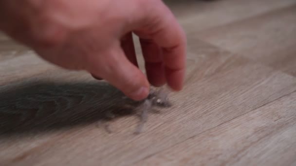 Hombre Manos Polvo Con Cepillo Recogedor Concepto Limpieza Barrido Basura — Vídeo de stock