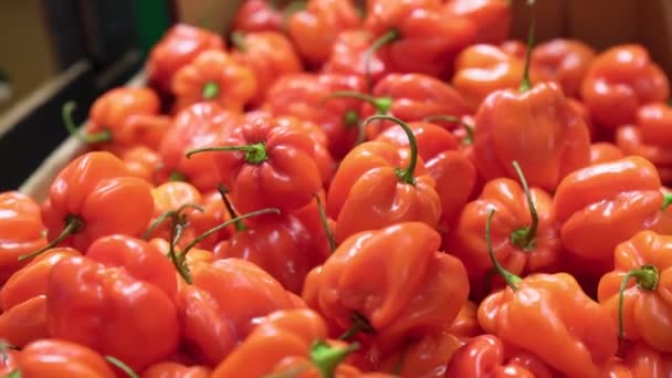 Chili Habanero Hottest Pepper Mexico Sale Peppers Market — Stock Video