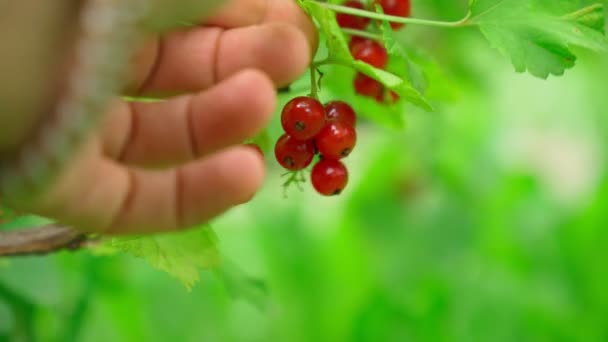 ぼやけた背景に明るい晴れた日に赤いスグリの果実を熟し 柔らかい焦点の収穫 選択的焦点 — ストック動画