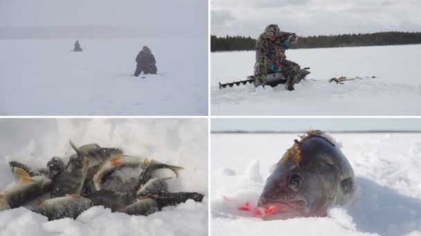 冬の釣り コラージュ 冬のアクティビティ 漁師は冬に魚を捕まえる — ストック動画