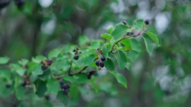 Irga Amelanchier is genus of plants of tribe apple Maleae. Ripe berry on tree. Selective focus