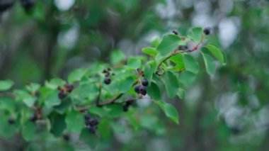 Irga Amelanchier, Elma Maleae kabilesi bitkilerinin cinsidir. Ağaçta olgun böğürtlen. Seçici odak