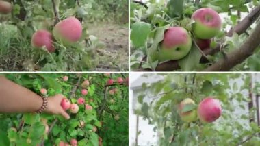 Apple harvest collage and freshly picked apple, orchard.