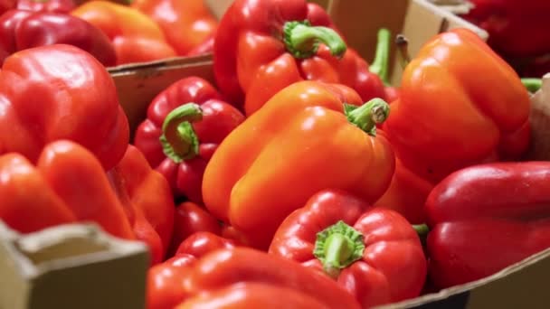 Kupuje Warzywa Świeże Czerwone Papryki Supermarkecie Konsumpcja Sprzedaż — Wideo stockowe