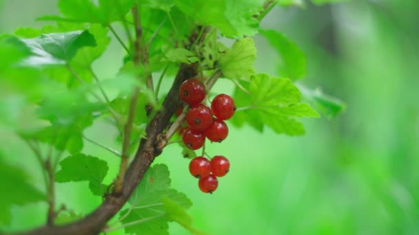 Çalı Dalında Kırmızı Frenk Üzümü Yaz Mevsimi Meyveleri Gün Işığında — Stok video