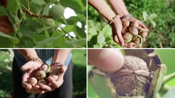 Walnuts Growth Collage Harvesting Whole Walnut Healthy Organic Food Concept — Stockvideo