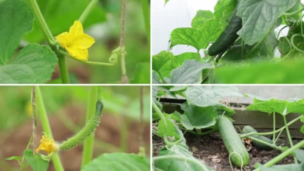 Κολάζ Λαχανικών Προϊόντων Αγγουριού Υγιεινή Διατροφική Έννοια Κηπουρική — Αρχείο Βίντεο