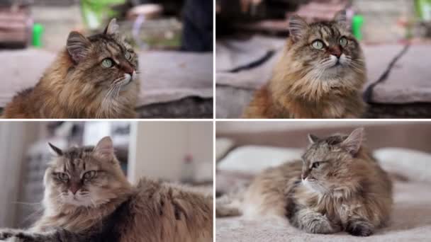 Collage Cats Little Best Friends Keeping Domestic Animal Home — Stockvideo
