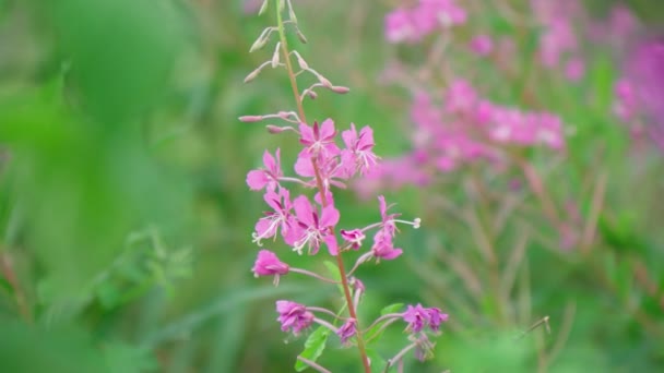 Pink Flowers Willow Herb Ivan Tea Fireweed Green Grass Summer — Stockvideo