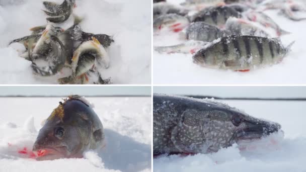 Pescatori Con Fermo Collage Pesca Invernale Cattura Trofeo Winter Ice — Video Stock