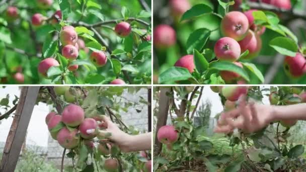 Collage Different Varieties Apples Harvesting Process — Stock Video