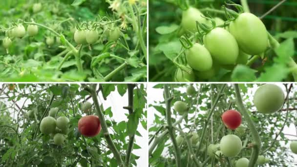 정원에 유기농 토마토 유기농 토마토 컬렉션 비디오 콜라주 — 비디오