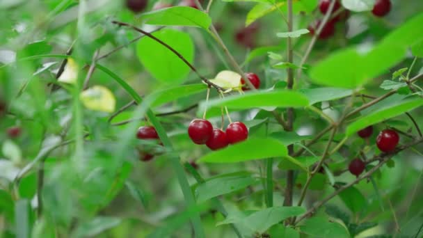 Ripe Red Cherry Berry Tree High Vitamin Antioxidant Fruits Selective — стоковое видео