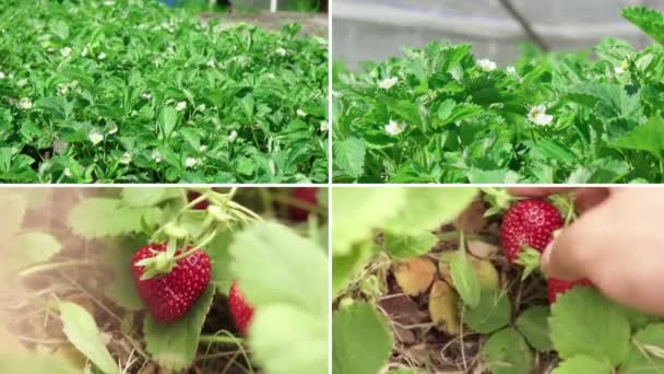 Οργανικές Φράουλες Κολλαγόνου Στον Καλοκαιρινό Κήπο Συλλογή Μούρων — Αρχείο Βίντεο