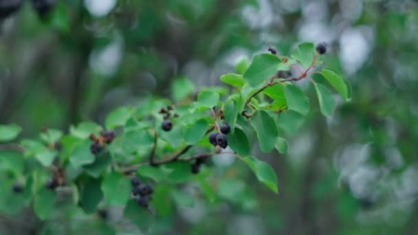 Irga Amelanchier Alma Maleae Törzsbe Tartozó Növények Nemzetsége Érett Bogyó — Stock videók