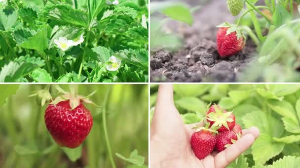 Organic Fruits Ripe Strawberries Collection Collage Background Summer Garden — Stok Video
