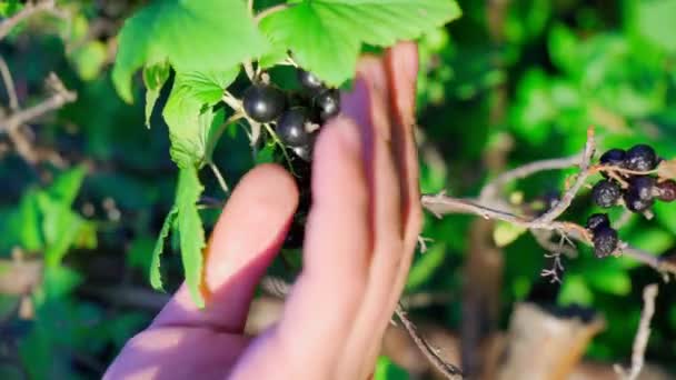 Černé Rybízové Bobule Létě Zahradě Selektivní Zaměření Zahradní Bobule Svislé — Stock video