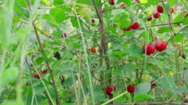 Ripe cherries on a tree branch. Cherries hang on a branch of a cherry tree. Cherry tree in the garden. Selective focus