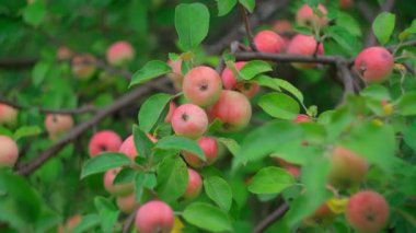 Delicious apples hanging from a tree branch in an apple orchard. Selective focus