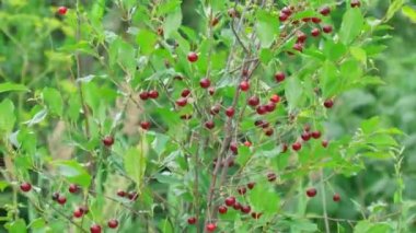 Ripe red cherries hanging on cherry tree branch with blurred background.