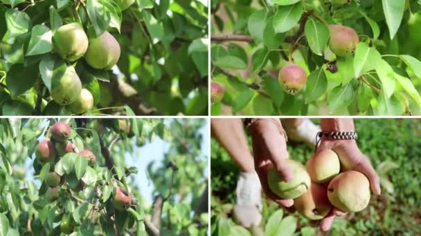 Collage Pear Tree Garden Harvesting — Stockvideo